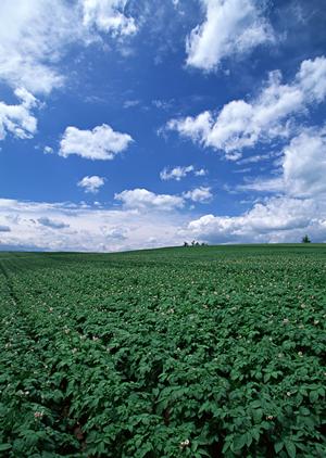東京で永代供養のお墓を運営しているお寺
