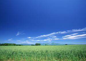 多選択肢からお葬式を比較検討できます