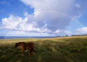 鹿児島で葬式を考えている方におすすめです